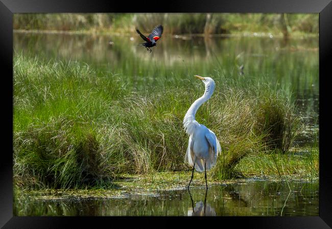 A Disagreement at the Pond Framed Print by Belinda Greb