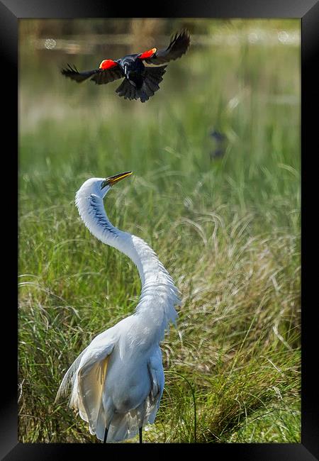 Under Attack Framed Print by Belinda Greb