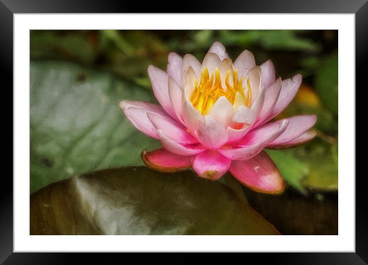 Water Lily Blossom Framed Mounted Print by Belinda Greb