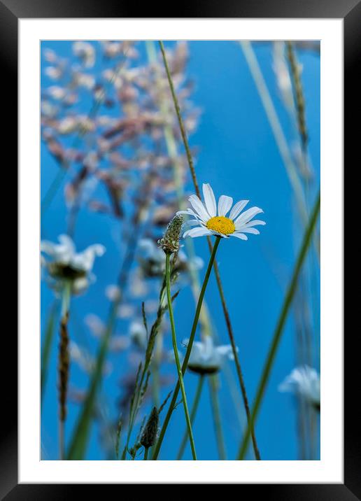 A Simple Life Framed Mounted Print by Belinda Greb