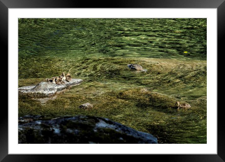 Now that I'm Up Might as Well Fish Framed Mounted Print by Belinda Greb