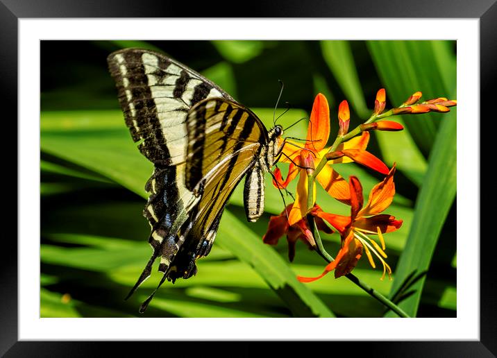 Swallowtail on the Crocosmia Framed Mounted Print by Belinda Greb