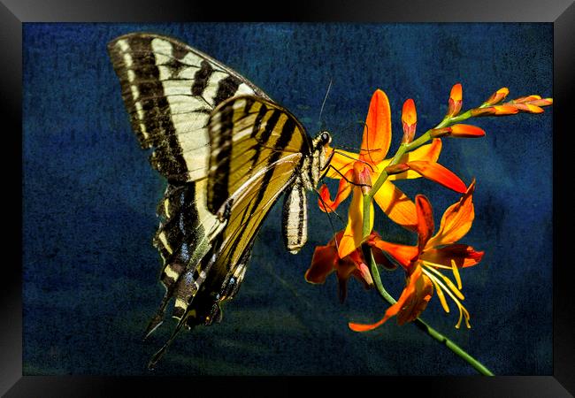 Swallowtail on the Crocosmia with Texture Framed Print by Belinda Greb