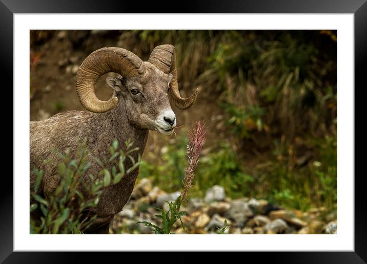 Ram Eating Fireweed Framed Mounted Print by Belinda Greb