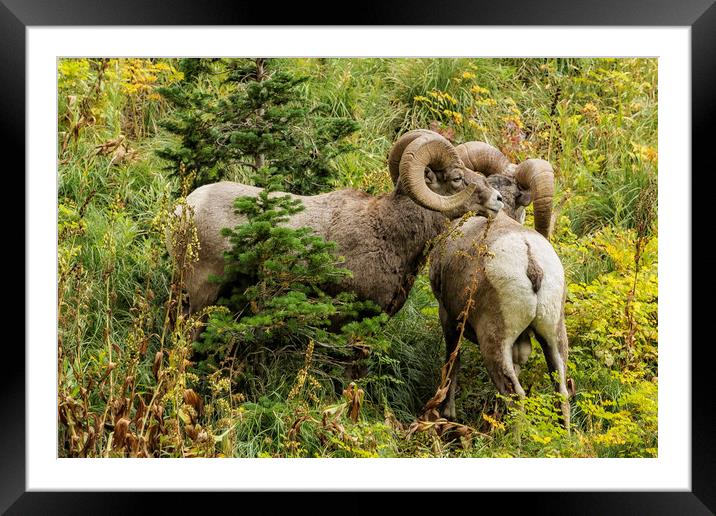 Two Rams Framed Mounted Print by Belinda Greb