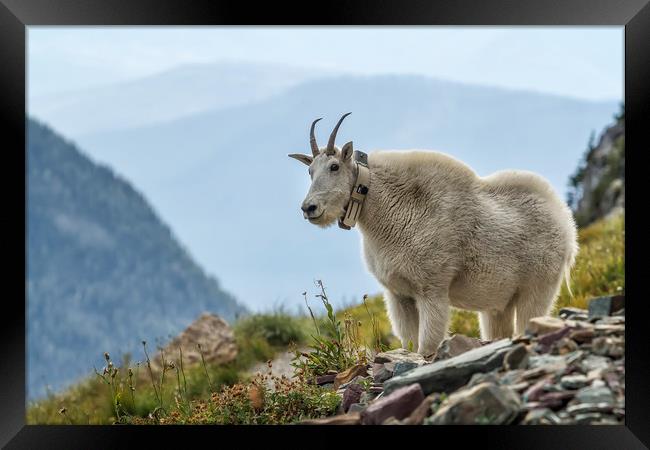 The Ups and Downs of Being a Mountain Goat, No. 2B Framed Print by Belinda Greb