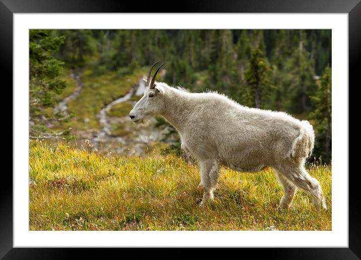 Old Beauty Framed Mounted Print by Belinda Greb