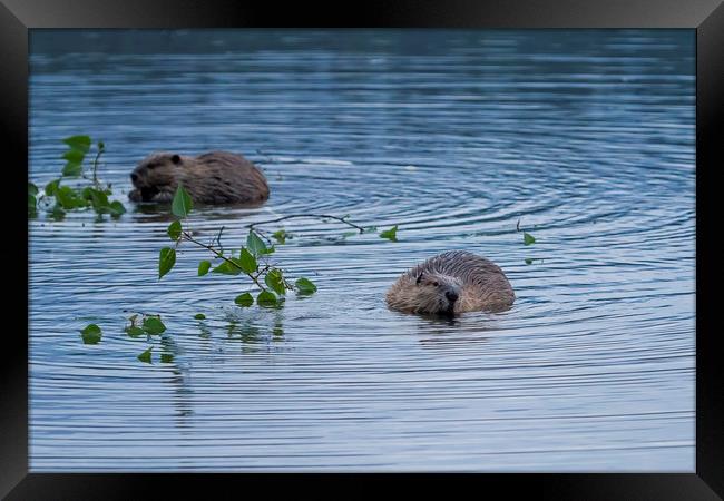 Beavers at Breakfast Framed Print by Belinda Greb