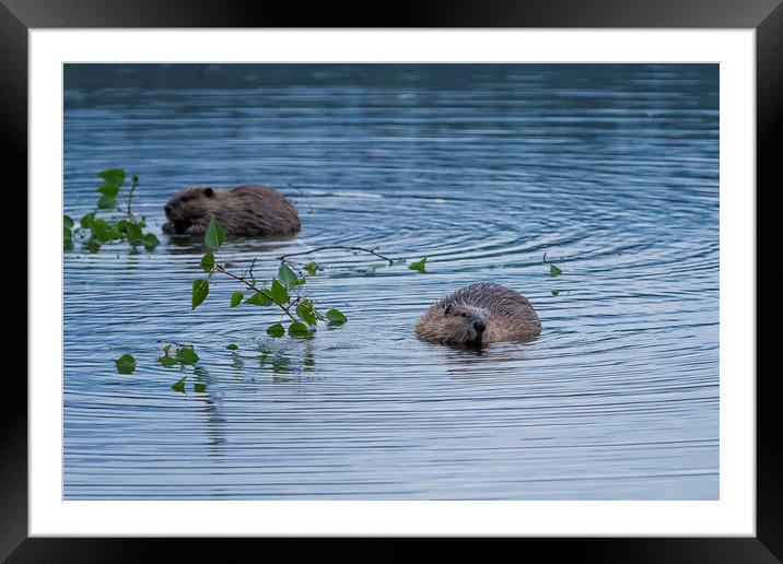 Beavers at Breakfast Framed Mounted Print by Belinda Greb