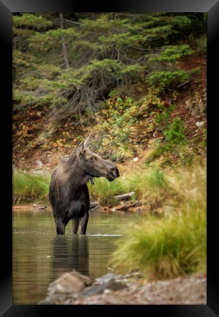 Female Moose at Fishercap Lake No. 3 Framed Print by Belinda Greb