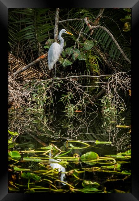 Great White Egret on a Branch Framed Print by Belinda Greb