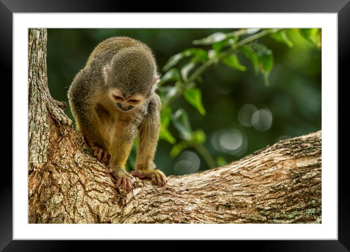 Monkey No. 1 Whatcha Got Down There Framed Mounted Print by Belinda Greb