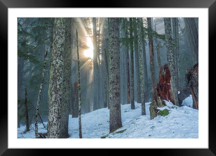 Woods on a Winter's Day Framed Mounted Print by Belinda Greb