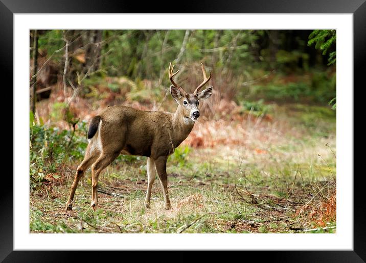 A Prince Along King's Road Framed Mounted Print by Belinda Greb