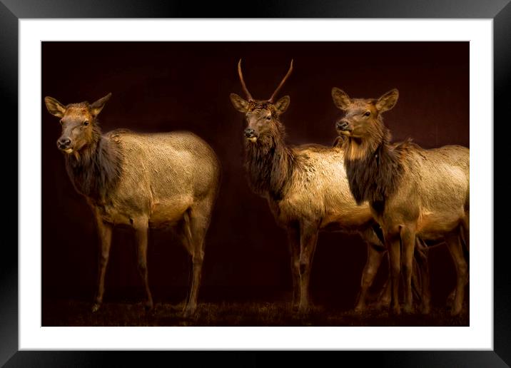 Three Elk Framed Mounted Print by Belinda Greb