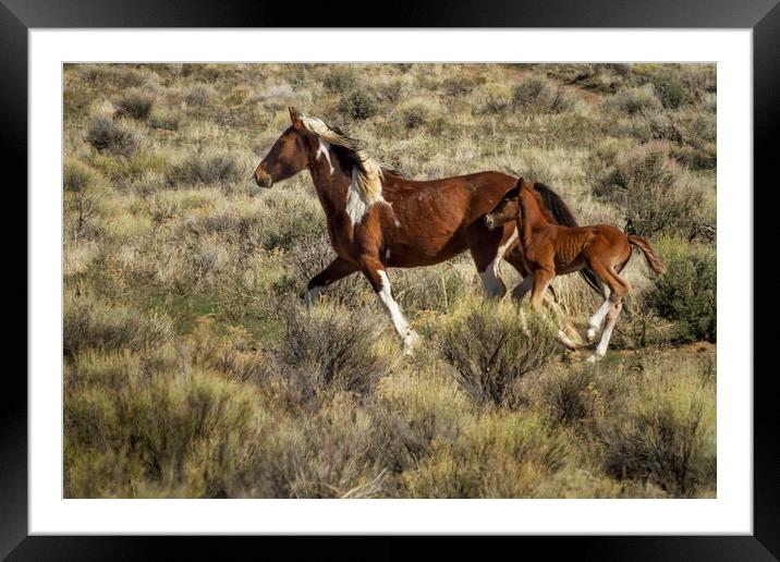 Wild Mare and Foal Running Framed Mounted Print by Belinda Greb