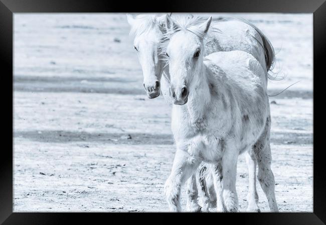 Frolic No 1 Framed Print by Belinda Greb