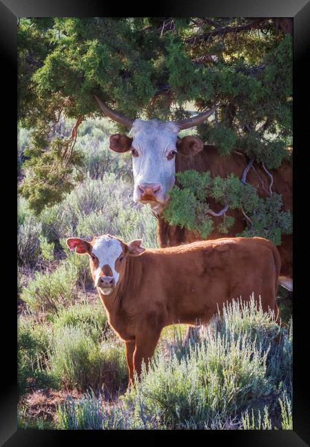 Cow and Calf Framed Print by Belinda Greb