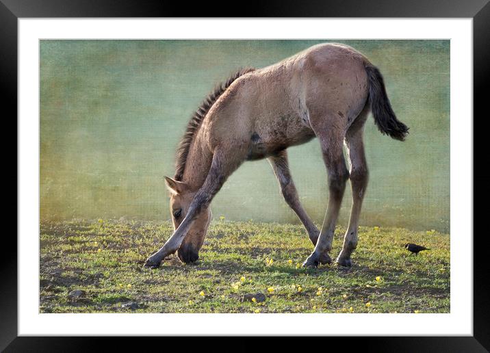 Bella's Filly and a Friend Framed Mounted Print by Belinda Greb
