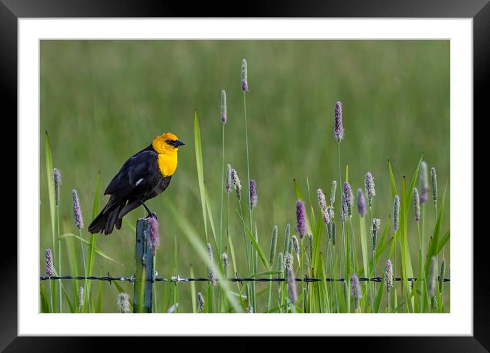 Yellow-Headed Blackbird, No. 1 Framed Mounted Print by Belinda Greb