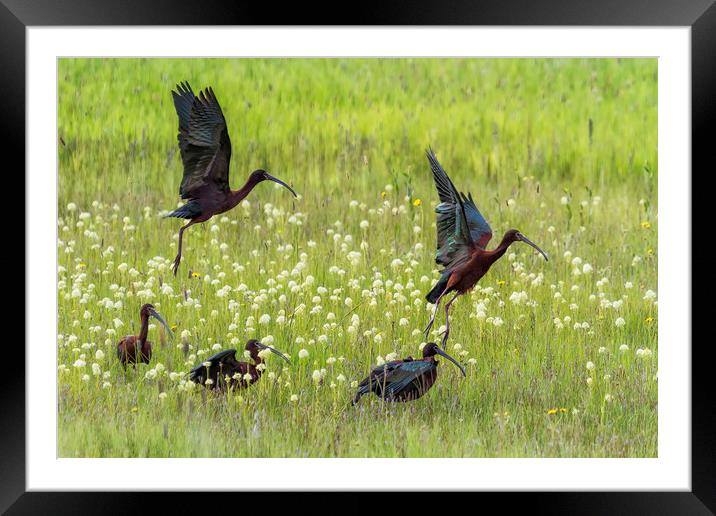 White-Faced Ibis Rising, No. 1 Framed Mounted Print by Belinda Greb