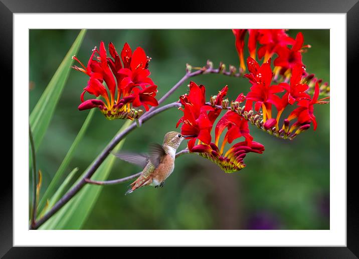 Rufous Hummingbird Feeding, No. 1 Framed Mounted Print by Belinda Greb