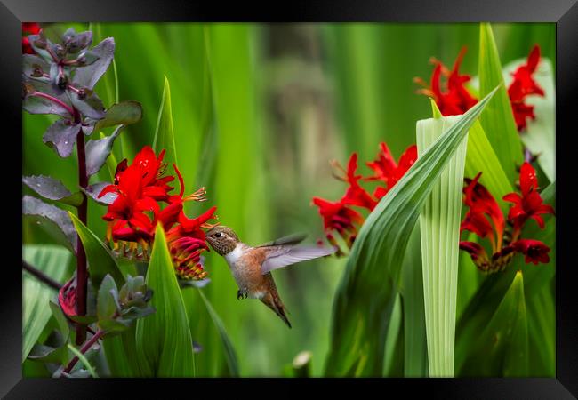 Rufous Hummingbird Feeding, No. 3 Framed Print by Belinda Greb