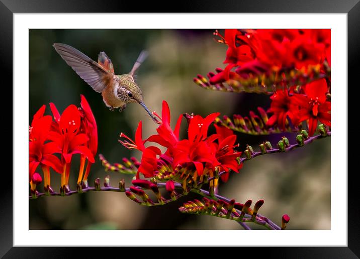 Rufous Hummingbird Feeding, No. 4 Framed Mounted Print by Belinda Greb