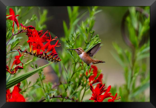 Rufous Hummingbird at Large No. 4 Framed Print by Belinda Greb