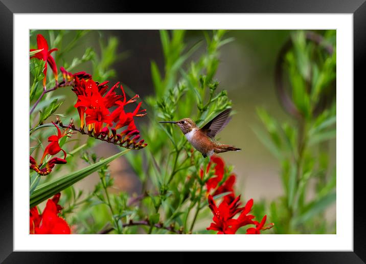 Rufous Hummingbird at Large No. 4 Framed Mounted Print by Belinda Greb