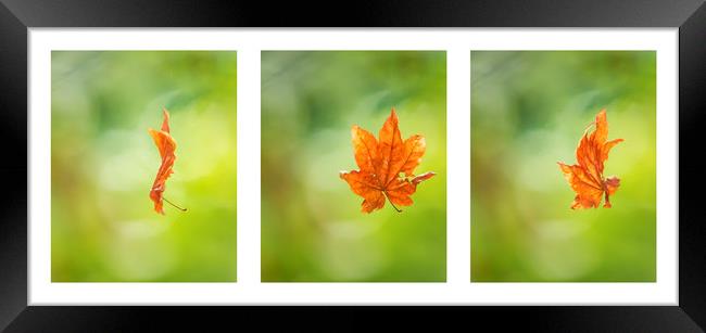 Leaf Spinning on a Spider's Silken Thread Triptych Framed Print by Belinda Greb