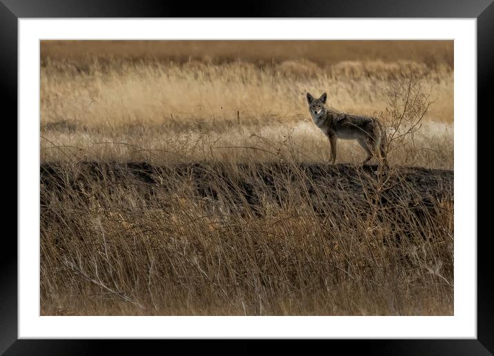 Coyote at Malheur No. 2 cropped Framed Mounted Print by Belinda Greb