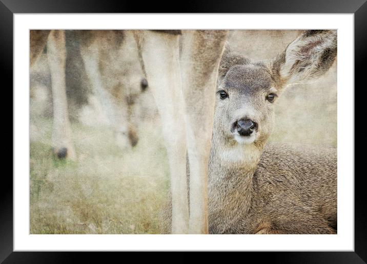 Keeping a Low Profile Framed Mounted Print by Belinda Greb
