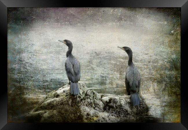 Two Cormorants Framed Print by Belinda Greb