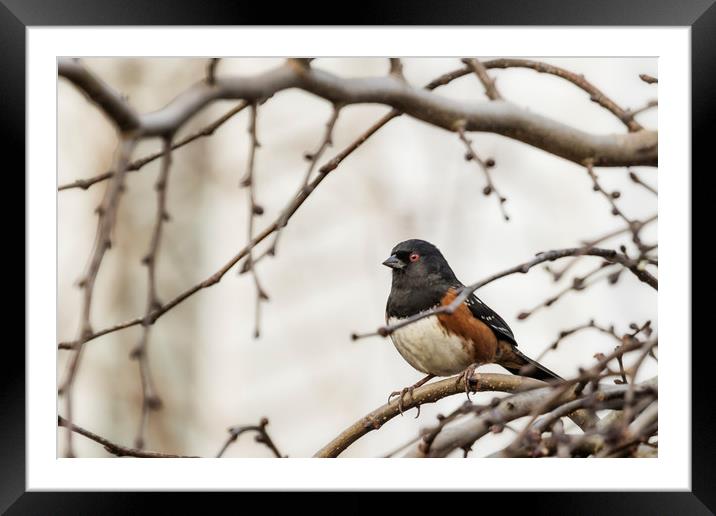 Spotted Towhee Framed Mounted Print by Belinda Greb
