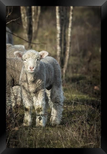 Winter Lamb Framed Print by Belinda Greb