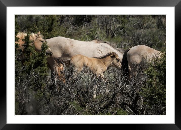 Young but Keeping Up Framed Mounted Print by Belinda Greb