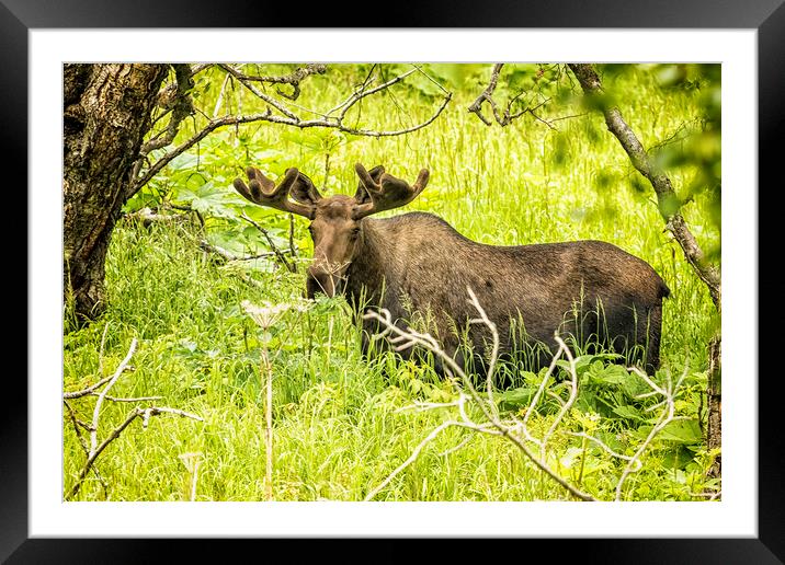 Bull Moose in Kincaid Park, No. 2 Framed Mounted Print by Belinda Greb