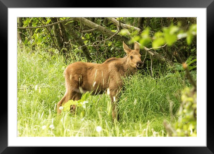 Moosedelicious, No. 2 Framed Mounted Print by Belinda Greb