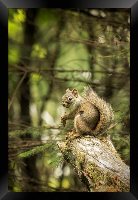 Who You Calling Squirrelly? Framed Print by Belinda Greb