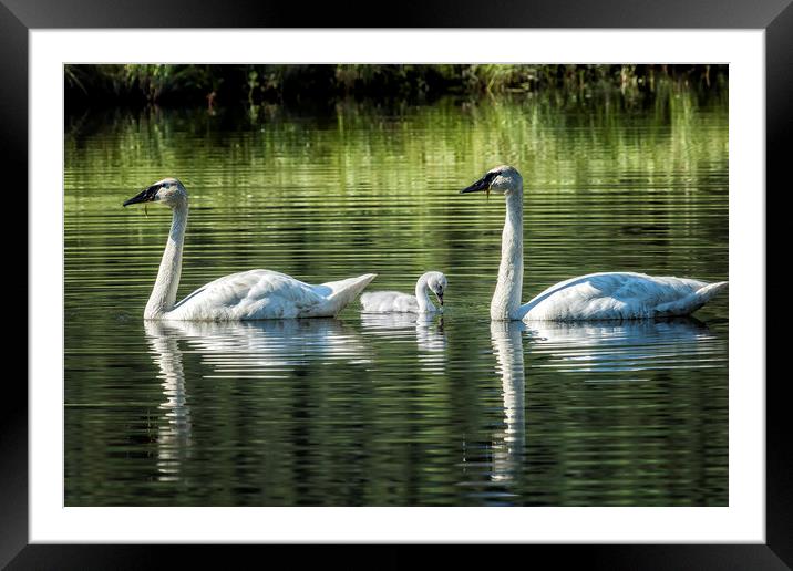 Family of Swans, No. 2 Framed Mounted Print by Belinda Greb