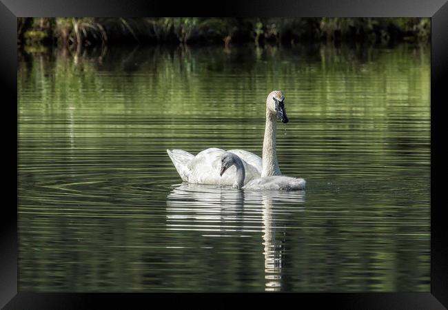 Swan with Cygnet Framed Print by Belinda Greb