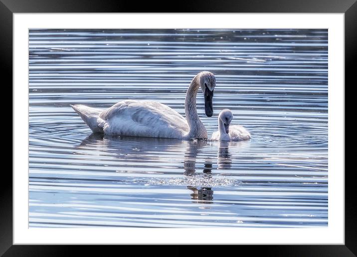 Cygnet with Mother Framed Mounted Print by Belinda Greb