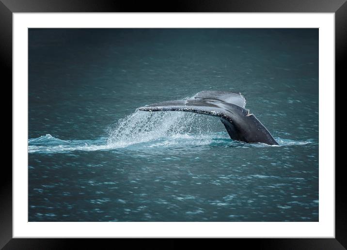 Whale Tail Framed Mounted Print by Belinda Greb