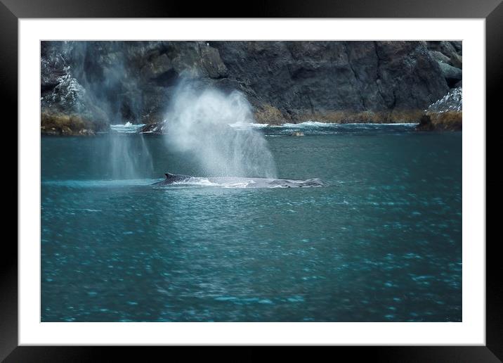 Humpback Whales Spouting Framed Mounted Print by Belinda Greb