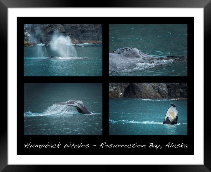 Humpback Whales Collage Framed Mounted Print by Belinda Greb