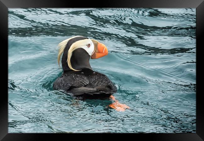 Tufted Puffin Framed Print by Belinda Greb