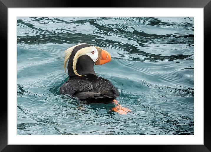 Tufted Puffin Framed Mounted Print by Belinda Greb
