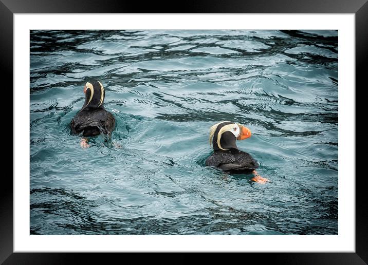 Tufted Puffin Pair Framed Mounted Print by Belinda Greb
