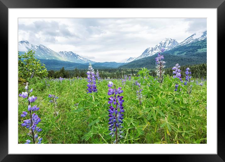 Lupin and the Beauty of Alaska Framed Mounted Print by Belinda Greb